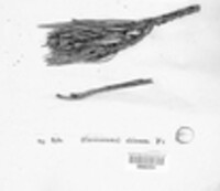 Melanospora chionea image